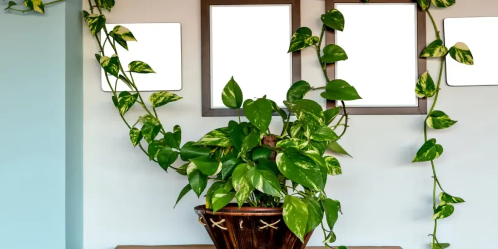 Boost your money plant growth 
