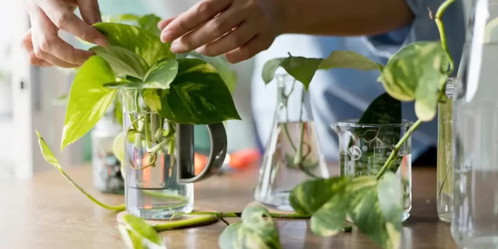 Essential growing conditions for a thriving money plant