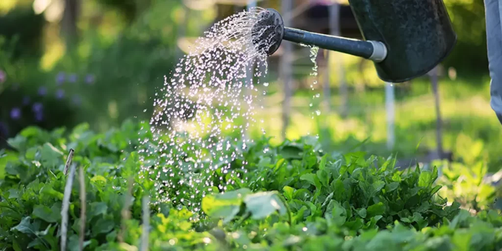 proper watering techniques