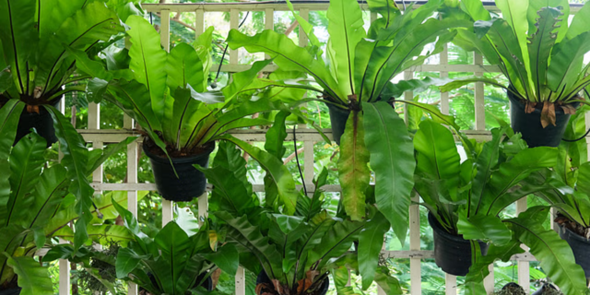 Asplenium Plant Care
