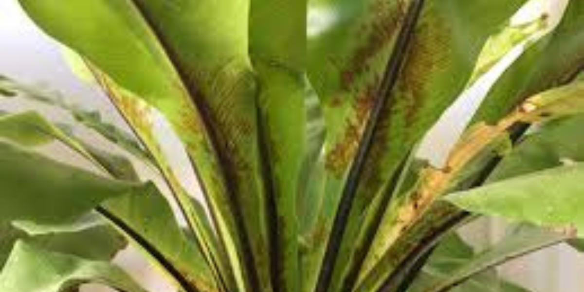 Common Issues and Solutions for Asplenium Care