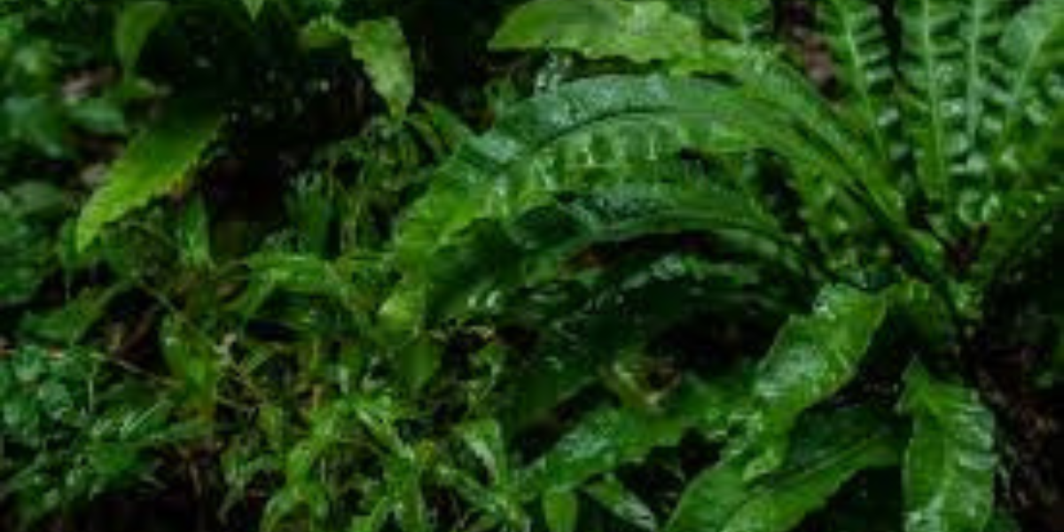 Different Types of Asplenium