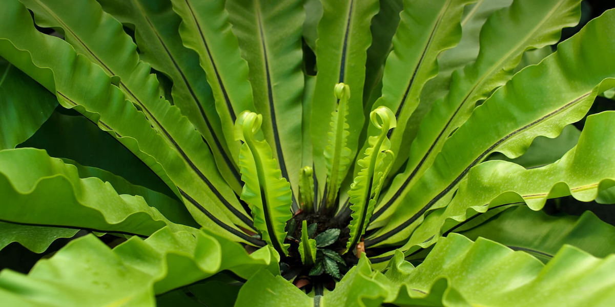 Interesting Facts About Asplenium