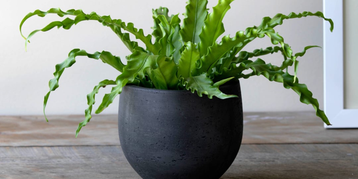 Why Choose Asplenium for Your Space
